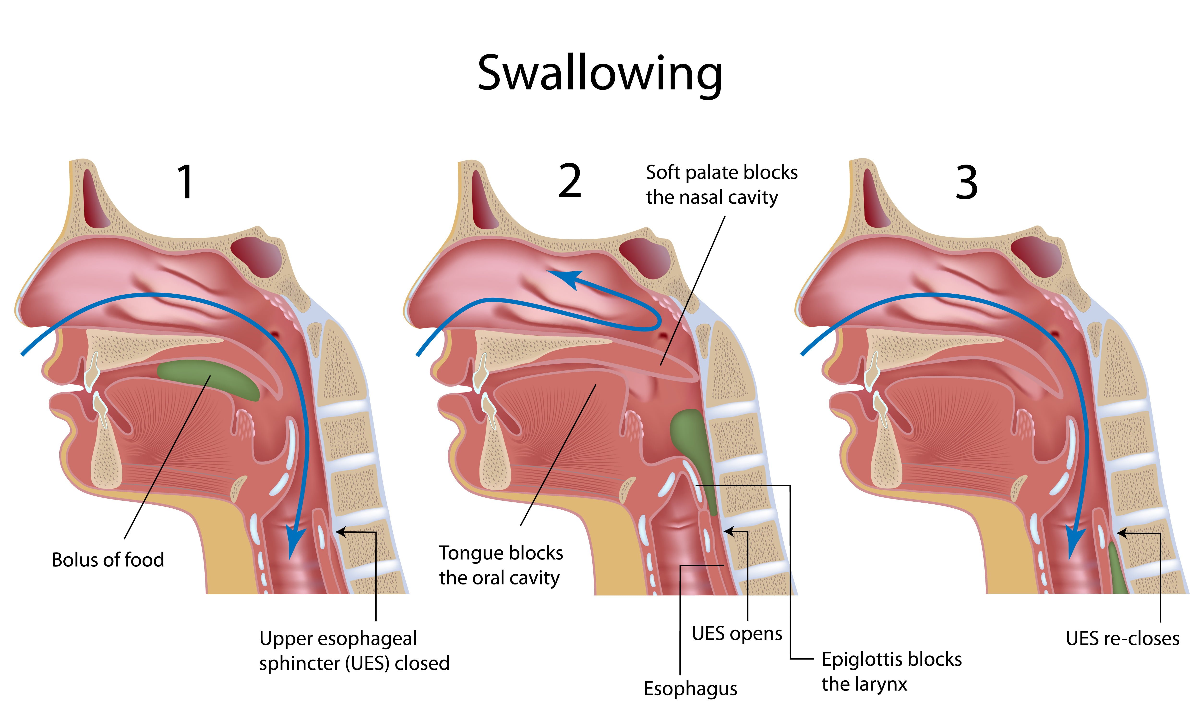 Throatswallow